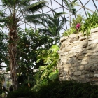Trees, Plants, Wall